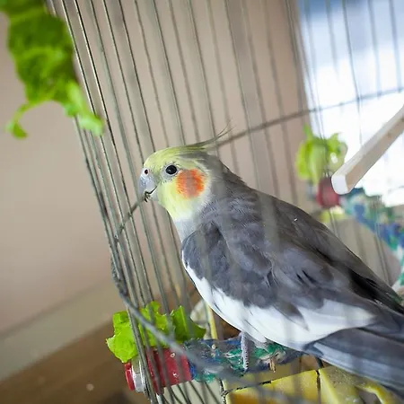 Park Perla 4* Golden Sands